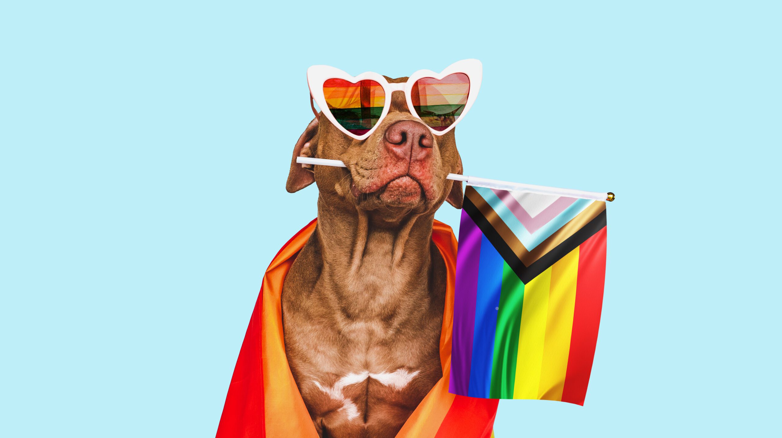 dog with pride flag