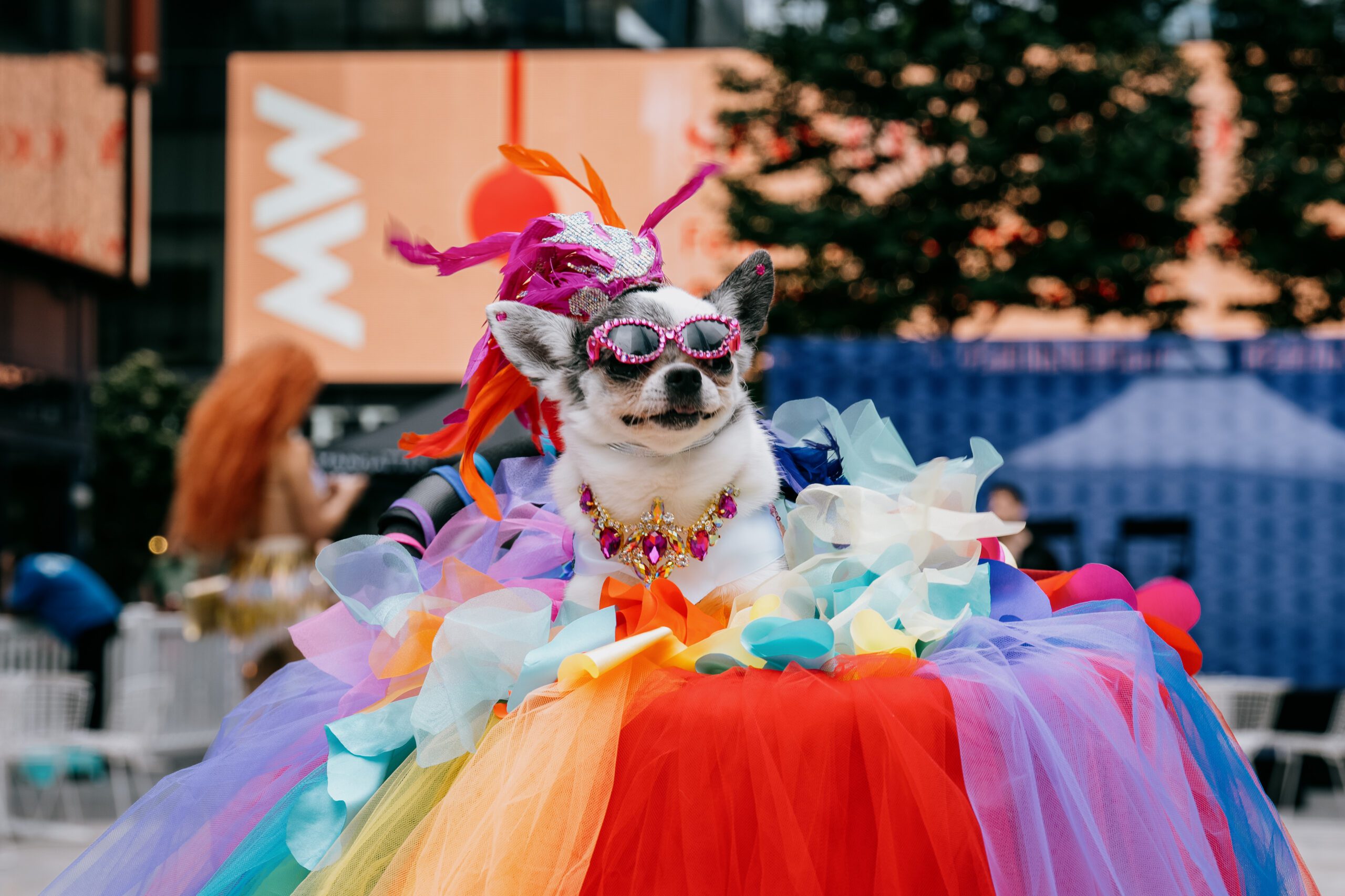 Dog dressed up for Pride